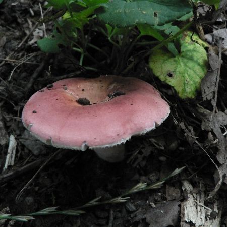 Russula luteotacta